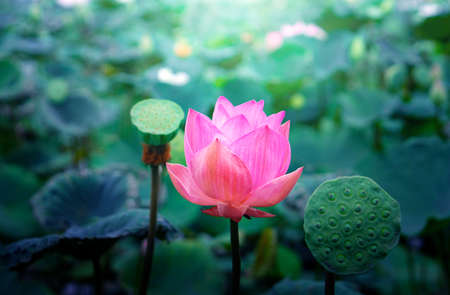 Pink lotus flowers in the lotus pond for agricultureの写真素材