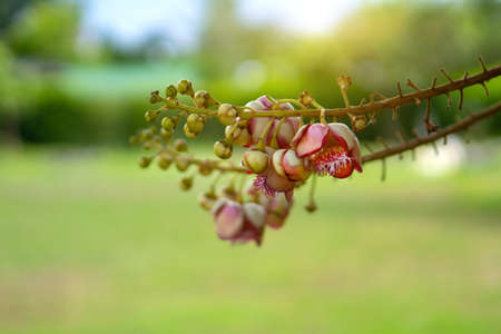 Cannonball flower or 
Sal flower, Scientific name: Shorea robusta is a plant in the family. Dipterocarpaceae It is a sacred wood in Hinduism.の写真素材