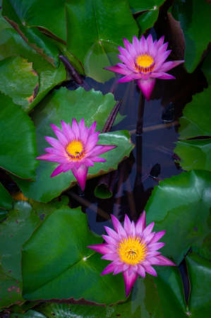 Pink lotus flowers in the lotus pond for agricultureの写真素材