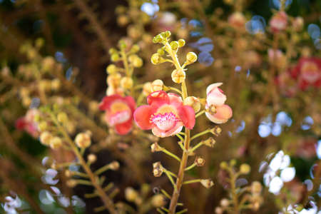 Cannonball flower or 
Sal flower, Scientific name: Shorea robusta is a plant in the family. Dipterocarpaceae It is a sacred wood in Hinduism.の写真素材