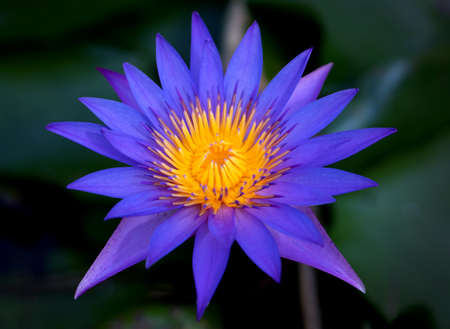 Purple lotus flowers in the lotus pond for agricultureの写真素材