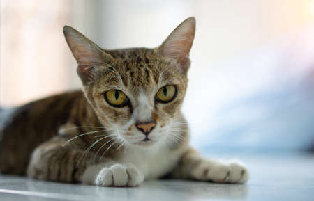 Old cat, real Thai breeds, sit in the house. Soft color tone.の写真素材