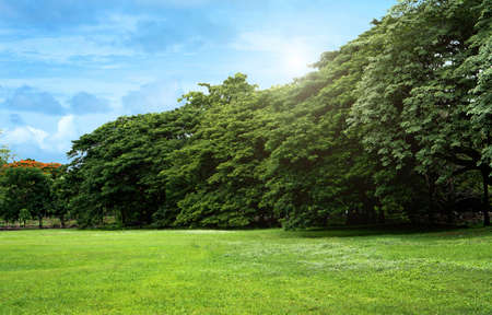 Lawns and green trees in the park on a clear day in the middle of the city of Bangkok.の写真素材