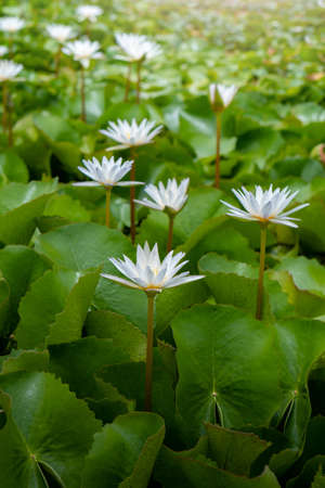 White lotus flowers in the lotus pond for agricultureの写真素材