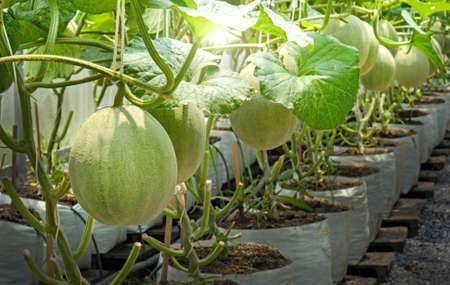 Young melons plants cantaloupe growing in greenhouseの写真素材