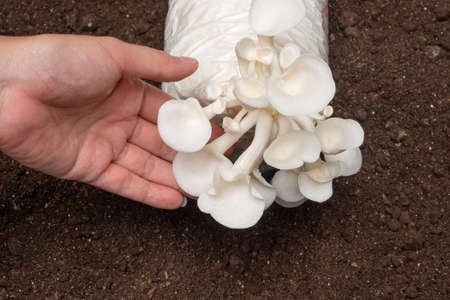 Woman hand touch Oyster Mushroom or Indian Mushroom.の写真素材