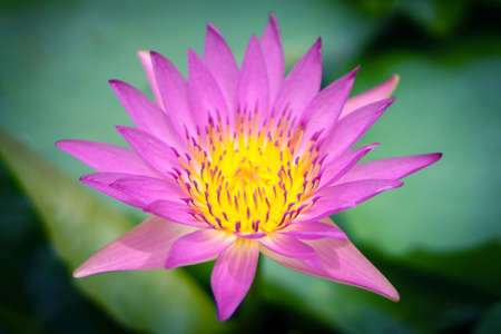 Pink lotus flowers in the lotus pond for agricultureの写真素材