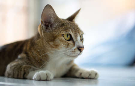 Old cat, real Thai breeds, sit in the house. Soft color tone.の写真素材