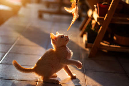 1 month old Thai white kittens play cat toys for indoor with afternoon sunlight.の写真素材