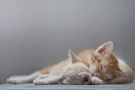 Orange and white thai kitten, 4 month old, sleeping in the house.の写真素材