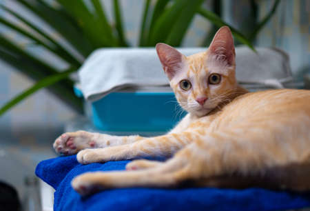 Orange Thai cat is relaxing in the house.