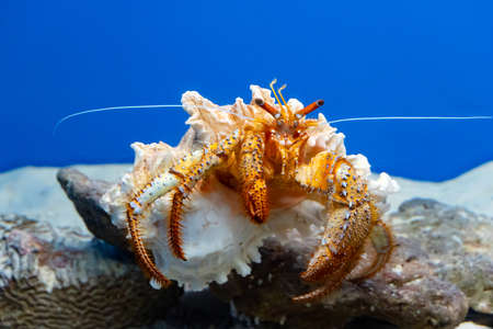 Close-up of a giant orange hermit crab raised in an aquarium.の写真素材