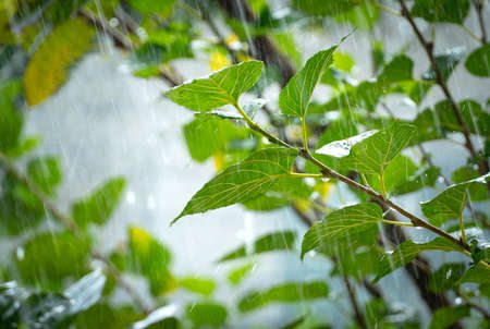 Summer raindrops fall in lines on green leavesの写真素材