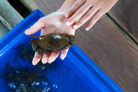 An Asian woman holds soft-shell crabs in her hand at a soft-shell crab farm.の写真素材
