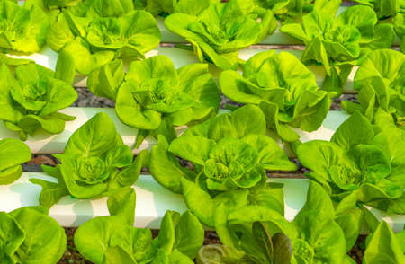 Hydrophonic lettuce cultivation in a new lettuce farm.の写真素材