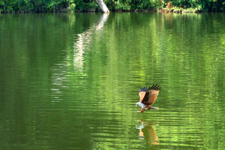 The red hawk is hunting prey on the river.の写真素材