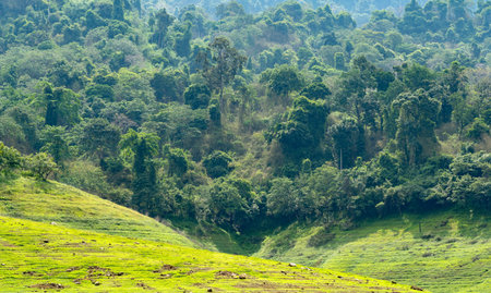 Tropical rainforest background which is a tropical rainforest in a dam in Thailand. After the water...