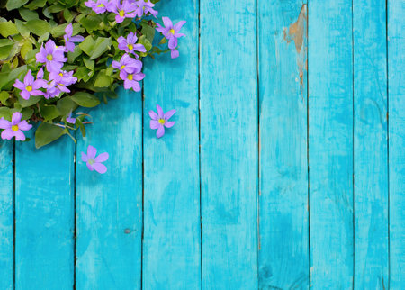 Purple flower on blue wooden background from top view.の素材