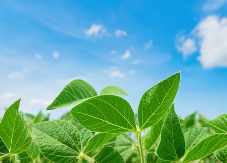 Bean agriculture field in blue skyの素材