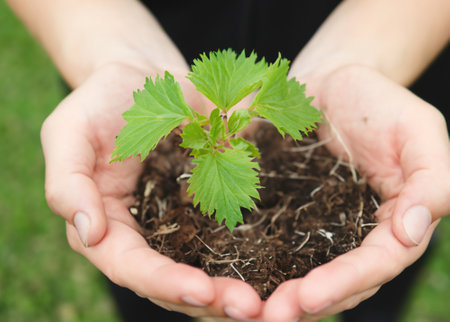 Nurturing Nature's Promise: Hand Holding a Small Plant, Symbolizing Growth and Hope.の素材