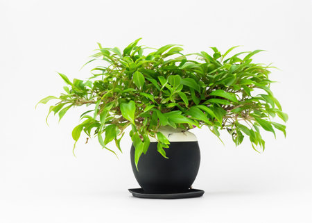 "Botanical Beauty: Tiny Potted Plant Thrives in a Tree Pot, Showcased Against a Pure White Background"の素材