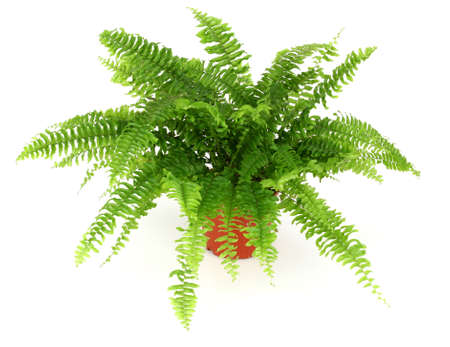 Fernの写真素材