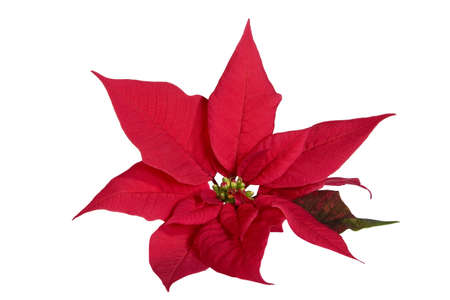 Red Poinsettiaの写真素材