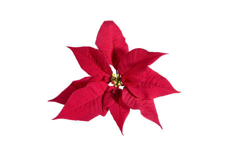 Red Poinsettiaの写真素材