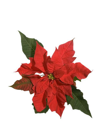 Red Poinsettiaの写真素材