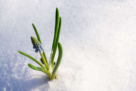 Spring flowerの写真素材
