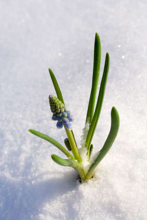 Spring flowerの写真素材