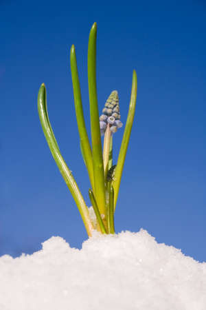 Spring flowerの写真素材