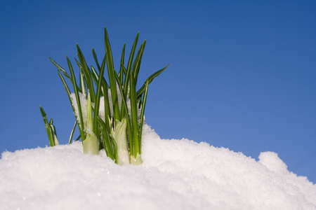 Spring flowerの写真素材