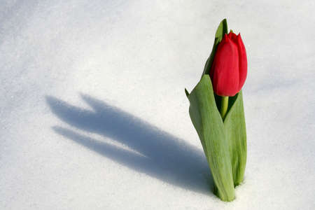 Red tulipの写真素材
