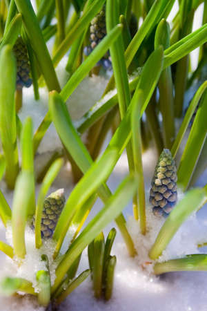 Flower in the snowの写真素材
