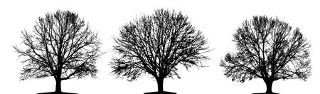 Treeの写真素材