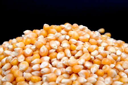 Popcorn kernels ready to be turned into tasty popcorn!の写真素材