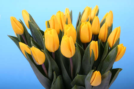 Yellow tulips against blue backgroundの写真素材