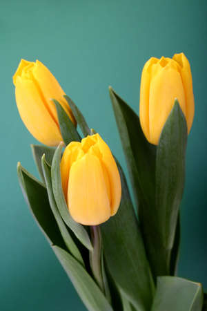 Tulipsの写真素材