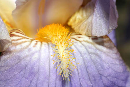 lily in close upの写真素材