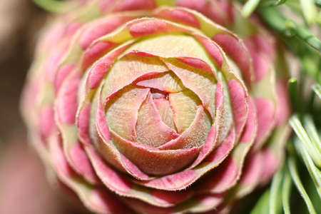 New larch cone - close-upの写真素材