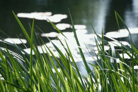 Summer landscape with waterの写真素材
