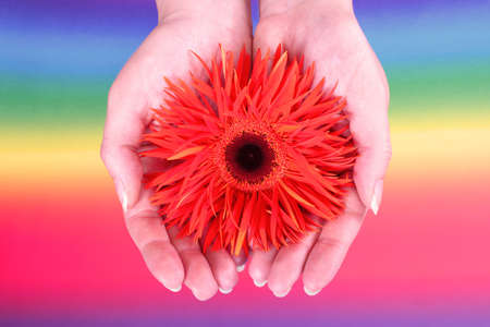  Hands holding an orange gerberaの写真素材
