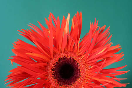 gerbera isolated over green