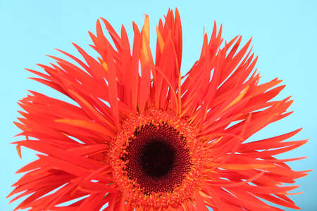 gerbera isolated over blueの写真素材