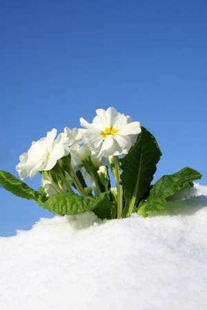 Spring flowersの写真素材