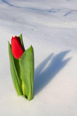 Red tulip on snowの写真素材