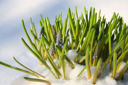 Spring flowersの写真素材