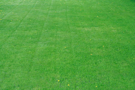  Grass Fieldの写真素材