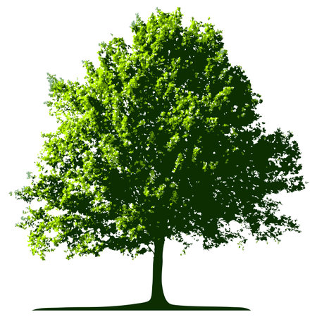 Tree (vector)のイラスト素材